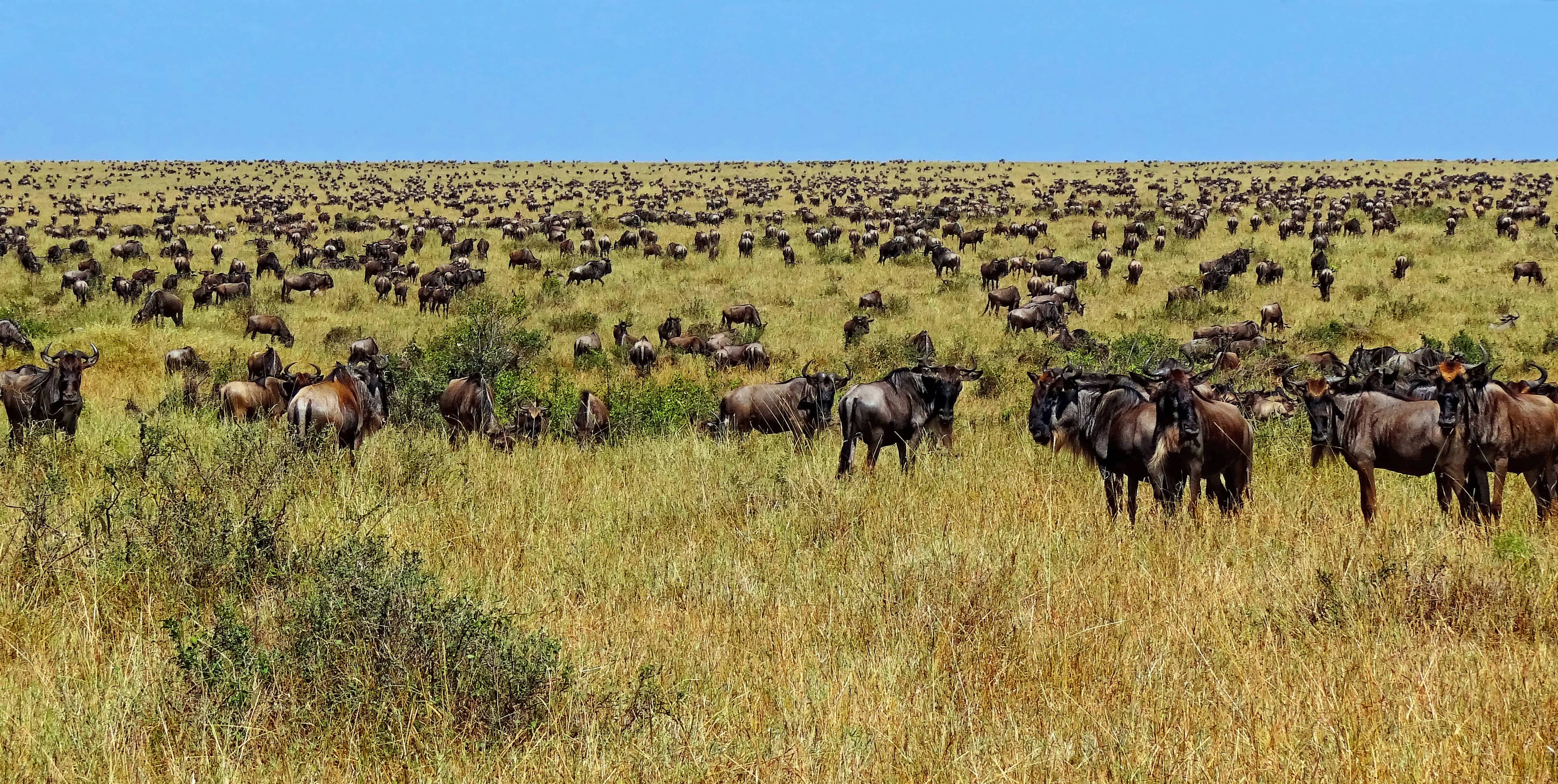 Serengeti safari destination