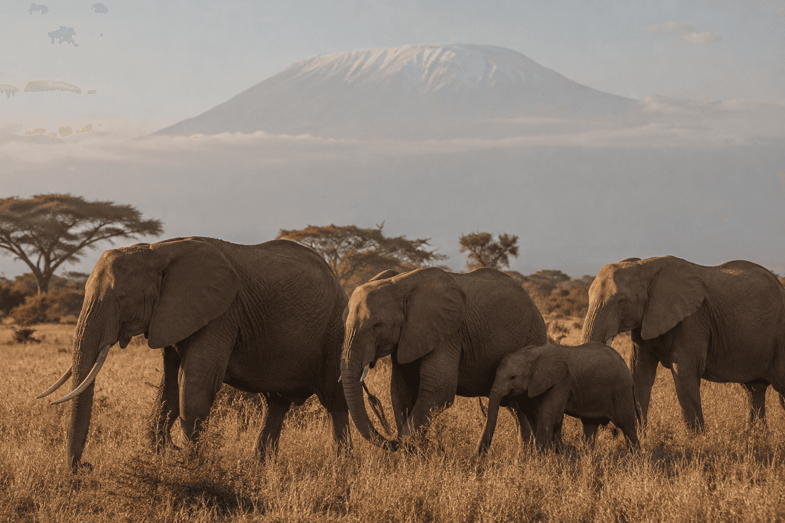 Herd of African elephants on the savanna beneath a hazy mountain