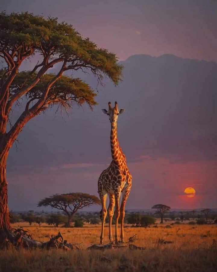 Giraffe at sunset on safari